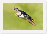 Atlantic Puffin lunni 4760 * 800 x 548 * (278KB)